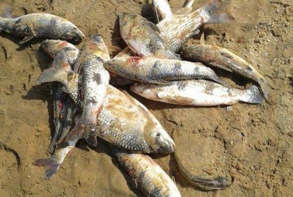 HOY / Mortandad de peces en el río Tebicuarymi: apuntan a posible contaminación