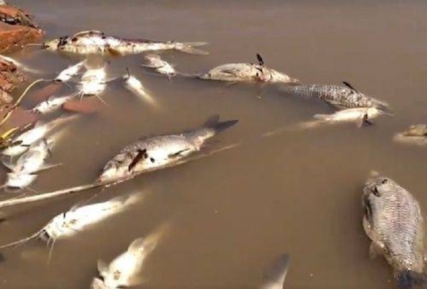 HOY / Denuncian nueva mortandad de peces en Tablada: SEAM descarta contaminación