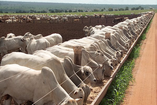 Las lluvias y el incendio de Firgochorti pueden impactar en el mercado del ganado gordo