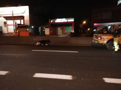 Vacas sueltas ocasionan accidente en Capiatá