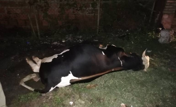 Vacas sueltas causan accidente en Capiatá
| Paraguay en Noticias
