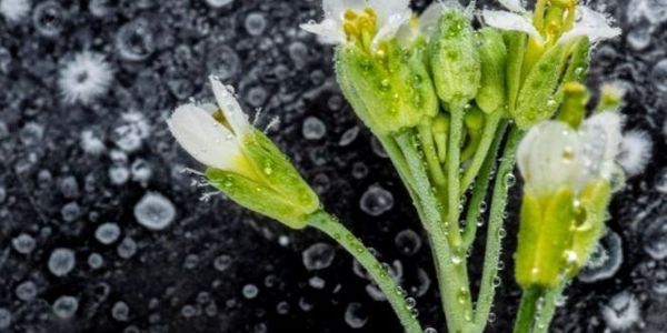 Crean plantas que fabrican nanomateriales - Ciencia - ABC Color