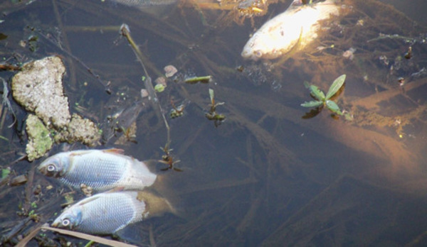 Mortandad de peces: Informe de Matto Grosso fue tergiversado, sostiene ministro » Ñanduti