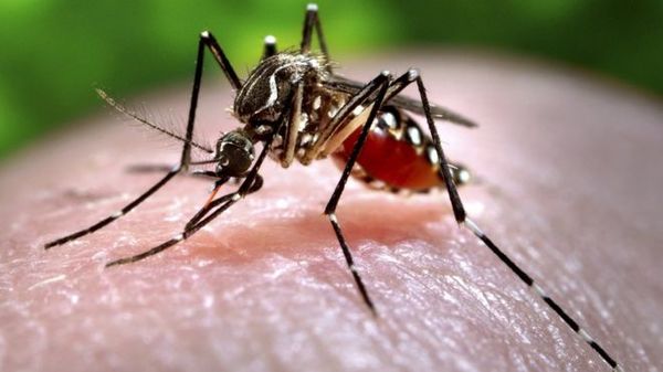 Dengue: En Argentina alertan sobre nuevo serotipo en Paraguay - ADN Paraguayo
