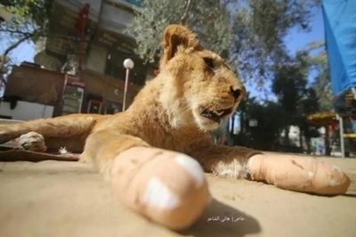 Zoológico corta garras de una leona para que visitantes jueguen