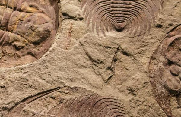 El misterio que envuelve al fósil del animal más antiguo del mundo - C9N