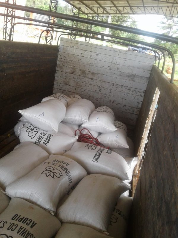 Productores de sésamo obtienen buenos resultados en comercialización - ADN Paraguayo