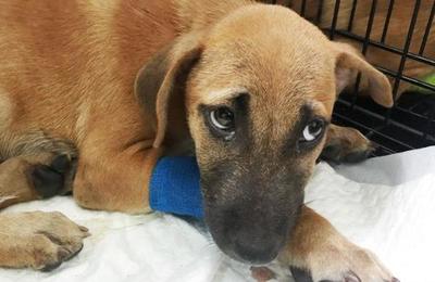 Perros podrían ser portadores de un nuevo virus de gripe - C9N