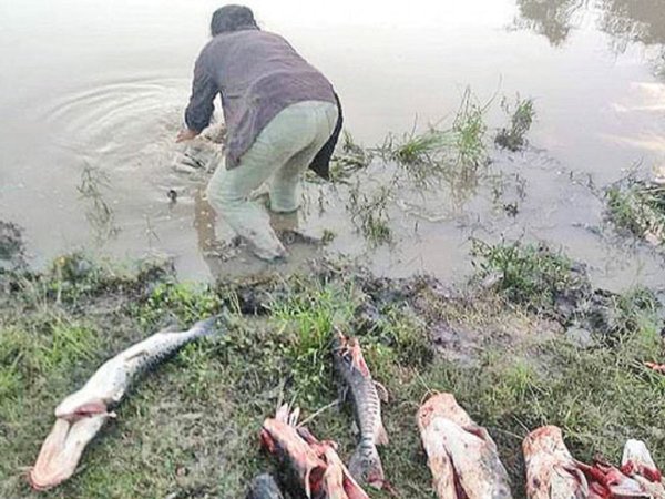 Ambientalistas, preocupados por mortandad de peces y falta de reacción | Paraguay en Noticias