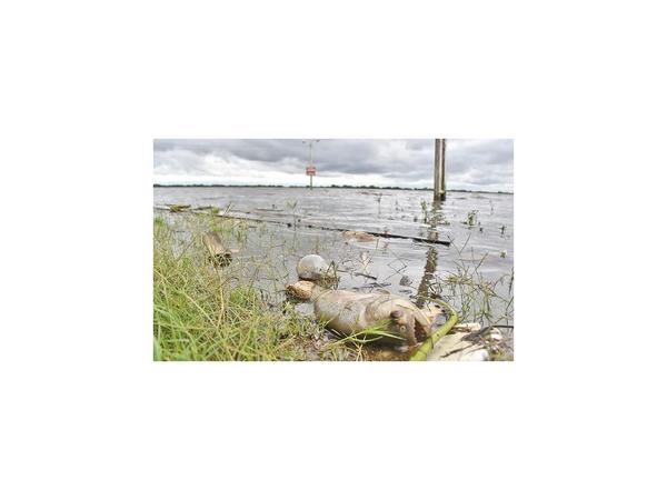 Mortandad de peces: Autoridades no tienen certeza sobre las causas