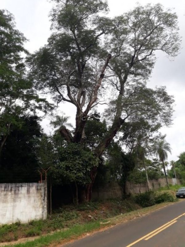 Declaran patrimonio Natural Cultural al árbol de Timbo de Madame Lynch - Nacionales - ABC Color