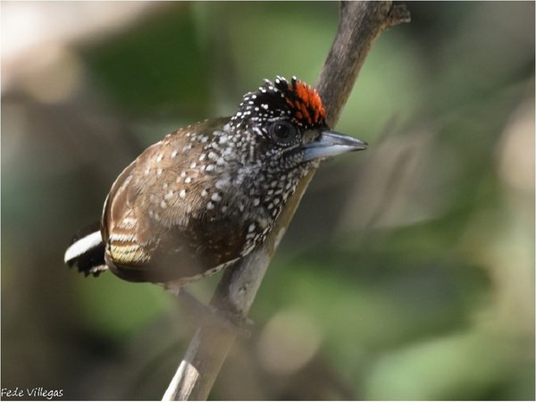 Las aves que se pueden observar en el Refugio Mbaracayú