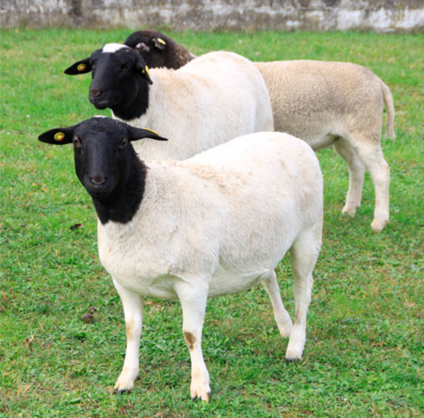 Paraguay exporta ovinos Doper a Argentina