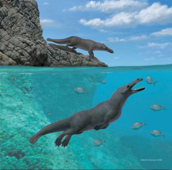 Hallan fósiles de una ballena con cuatro patas - Ciencia - ABC Color
