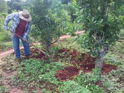 Lluvia beneficia a la yerba mate | Paraguay en Noticias