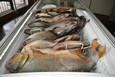 Escasa venta de pescado preocupa a comerciantes - Nacionales - ABC Color