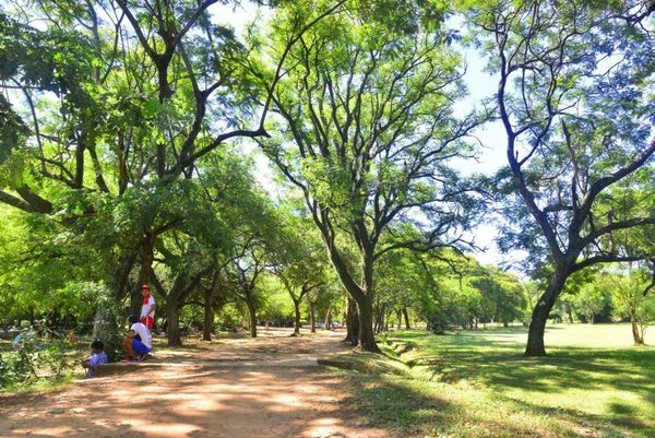 Convocan a manifestación para frenar tala del botánico - Nacionales - ABC Color