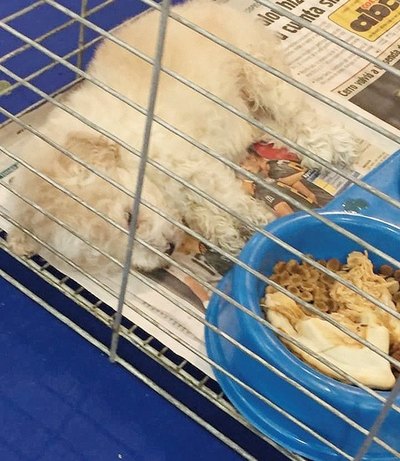 Shopping prohíbe la venta de mascotitas