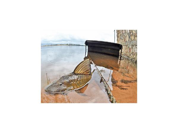 Vinculan muerte de peces con agroquímicos