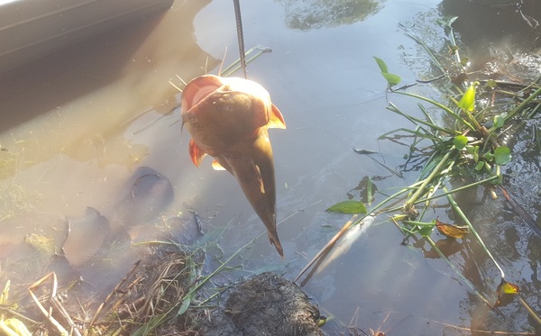 Vinculan muerte de peces con agroquímicos