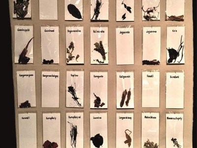 Artista paraguayo lleva hierbas medicinales de los mby'a a la Bienal de Cuba