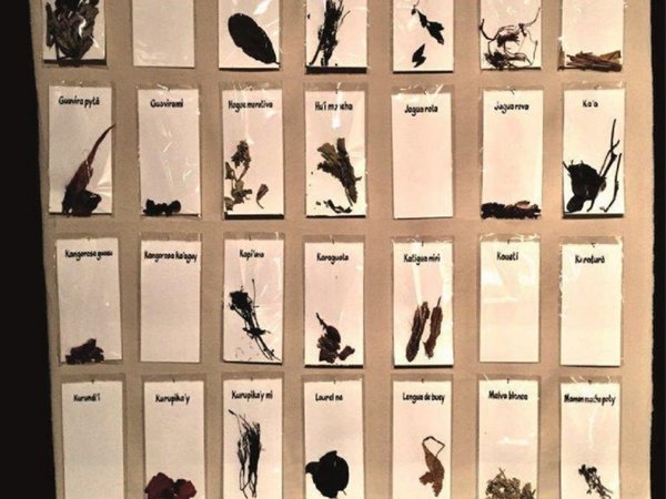 Artista paraguayo lleva hierbas medicinales de los mby'a a la Bienal de Cuba