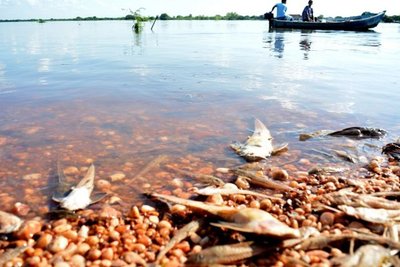 Síntomas en caso que consumiera pescado intoxicado - Nacionales - ABC Color