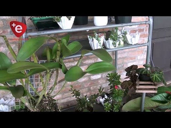 EXPOSICIÓN Y VENTA DE ORQUIDEAS EN LA RÉPLICA DEL FERROCARRIL