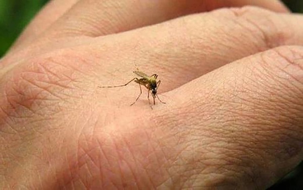 Se reportan 1.675 casos de dengue a nivel país