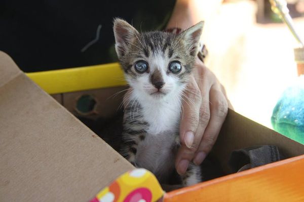 Mañana realizarán “Gatotón” a beneficio de felinos, en la Costanera | Paraguay en Noticias