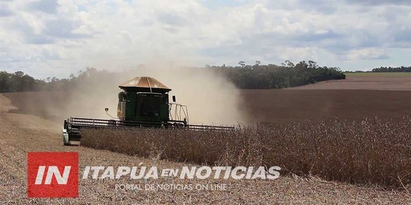 SE CONFIRMA 30% DE PÉRDIDAS EN PRODUCCIÓN DE SOJA EN ITAPÚA.