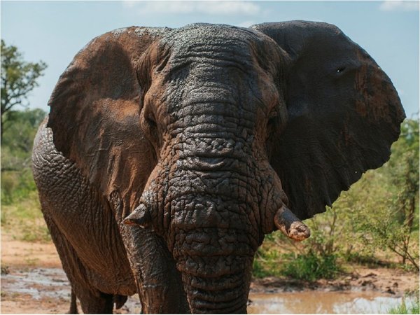 Acción de activistas salva a elefante de pena de muerte en Sudáfrica