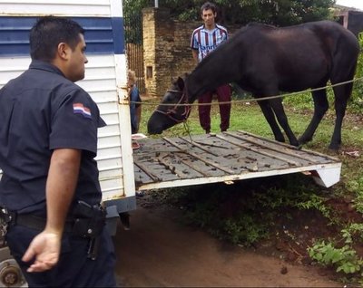 Rescatan en San Lorenzo a caballo desnutrido - Nacionales - ABC Color