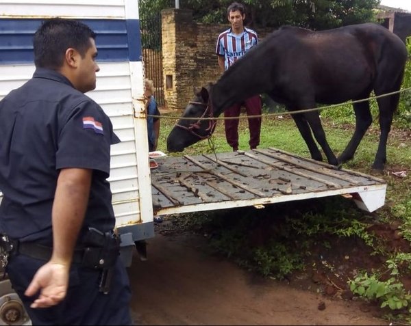 Rescatan en San Lorenzo a caballo desnutrido | Paraguay en Noticias