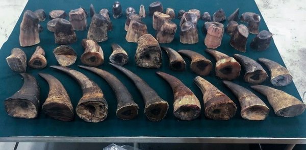 Hong Kong intercepta un cargamento récord de cuernos de rinoceronte | Paraguay en Noticias