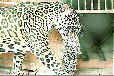 Jaguar devora a primera cría por inseminación - ADN Paraguayo