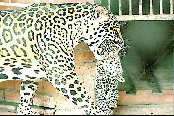 Jaguar devora a primera cría por inseminación - ADN Paraguayo