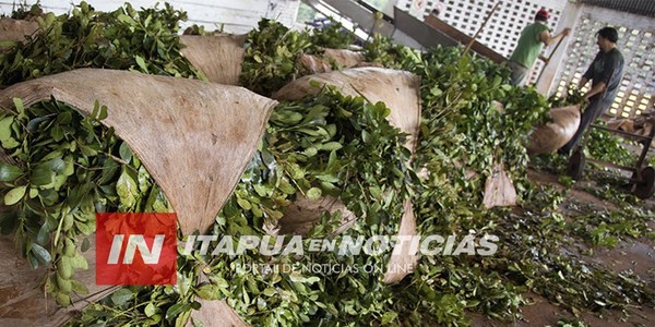 POLÍTICOS UTILIZAN A YERBATEROS CÓMO BOTÍN POLÍTICO Y LUEGO DESAPARECEN.