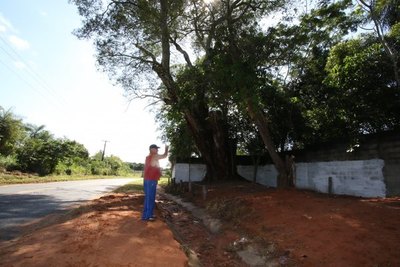 Árbol de timbo rodeado de Póra