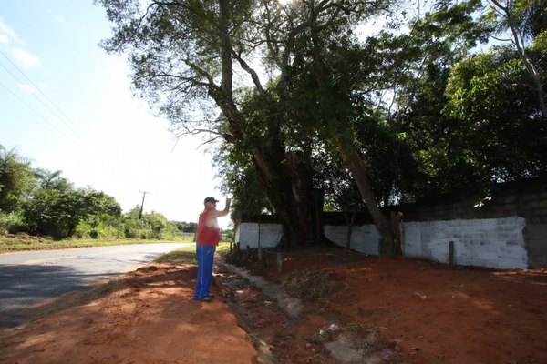 Árbol de timbo rodeado de Póra