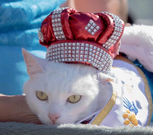 Hoy “Gatotón” para ayudar a felinos, en la Costanera | Paraguay en Noticias