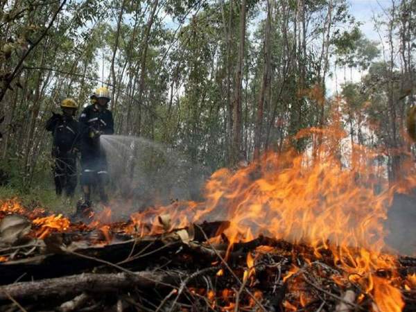 Incendios forestales ya arrasaron 22.132 hectáreas en Honduras - ADN Paraguayo