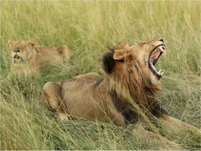 Elefante mató a cazador furtivo y leones devoraron el cuerpo