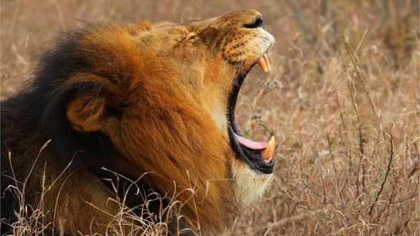 Muere un cazador furtivo atacado por un elefante y devorado por leones