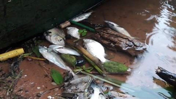 Cayó estrepitosamente la venta de pescados - ADN Paraguayo