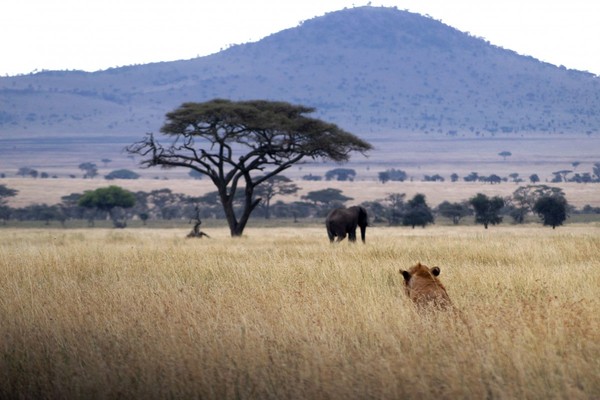 Cazador furtivo de rinocerontes atacado por elefante y devorado por leones