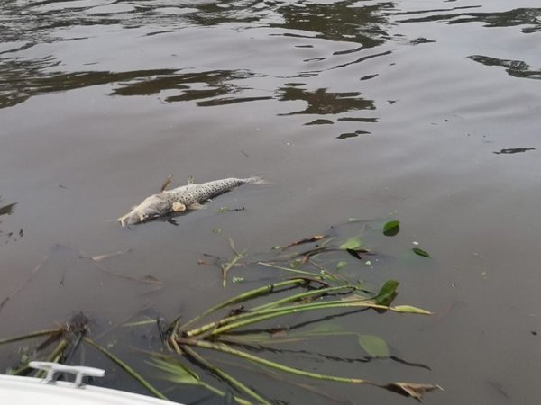 Falta de oxígeno mató a peces - Nacionales - ABC Color