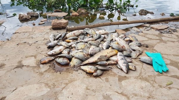 Falta de oxígeno mató a peces - Digital Misiones