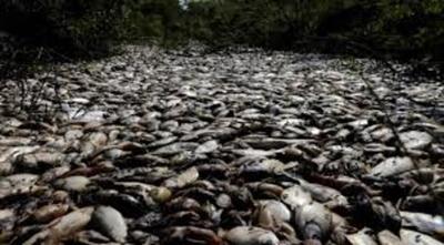 Mortandad de peces a consecuencia de la crecida del río Paraguay - .::RADIO NACIONAL::.