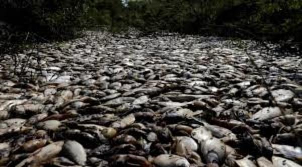 Mortandad de peces a consecuencia de la crecida del río Paraguay - .::RADIO NACIONAL::.